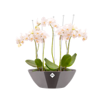 brussels diamond ovale 36cm gris perle